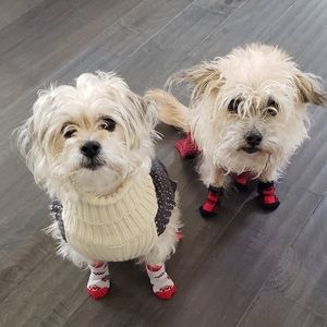 Meet your Posher, Ivy